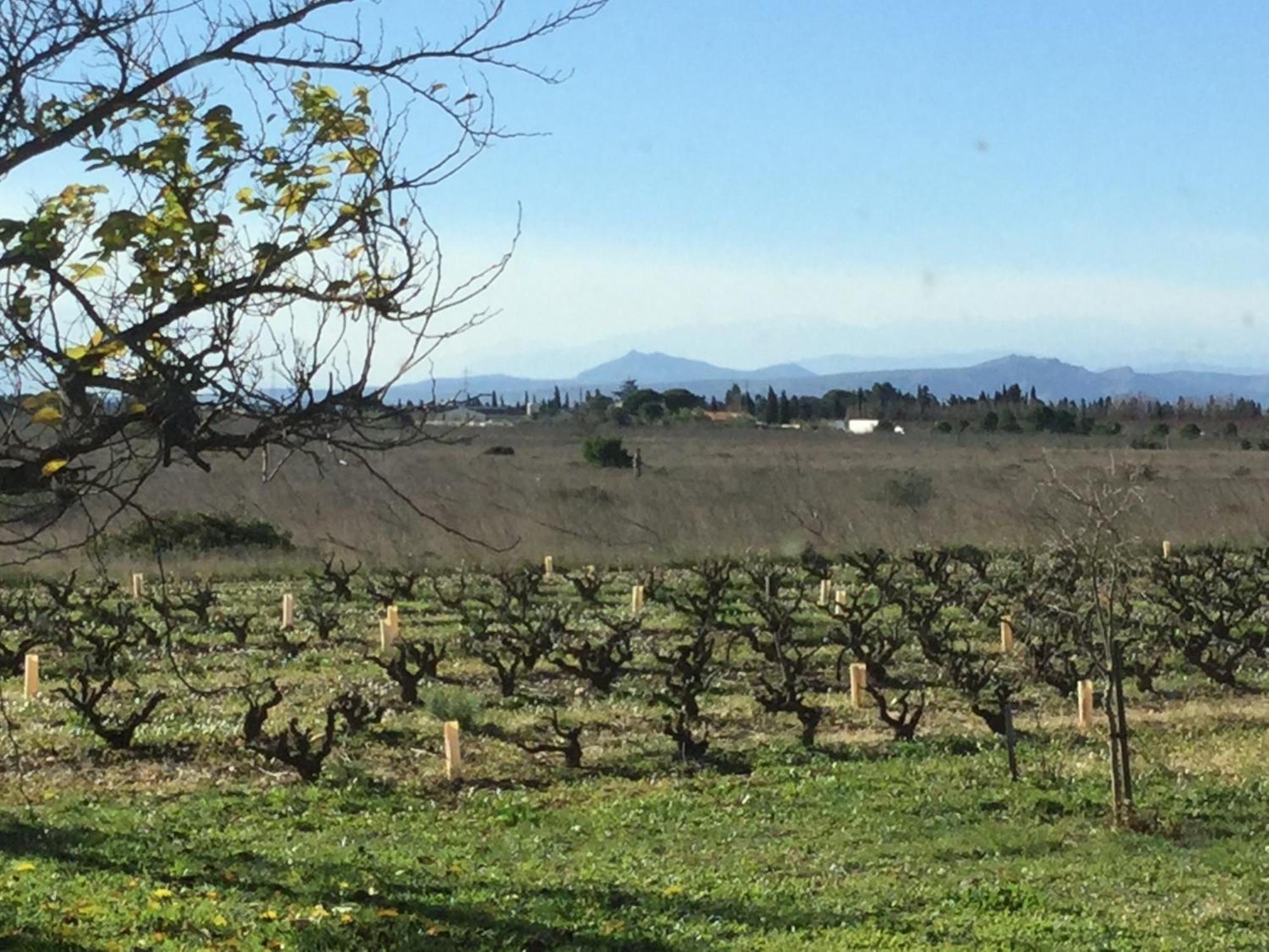 Mas Soleil Et Vignes Bed & Breakfast Saint-Hippolyte  ภายนอก รูปภาพ